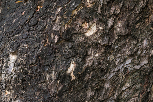 Closeup of the rough texture on the tree