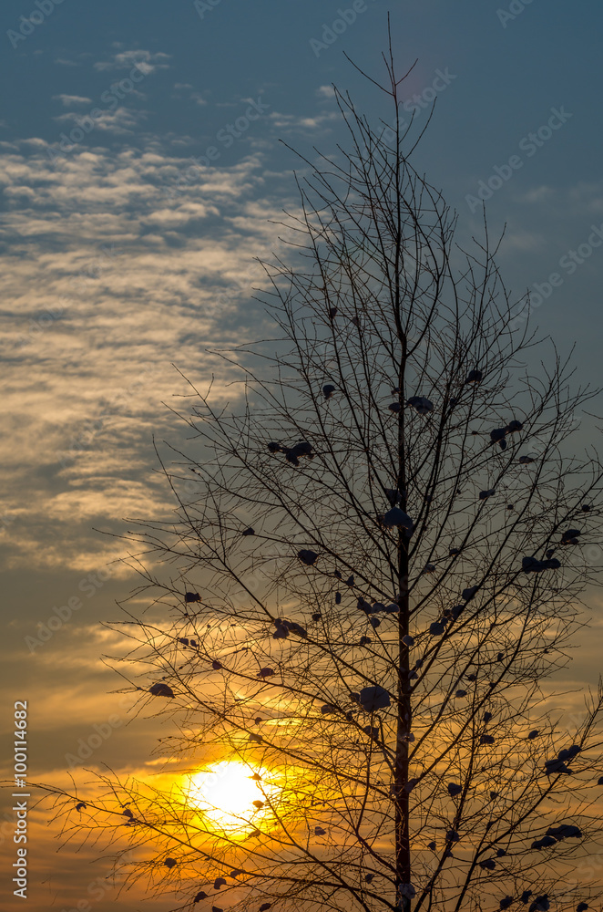 beautiful sunrise through birch branches at winter beautiful sunrise through birch branches at winter