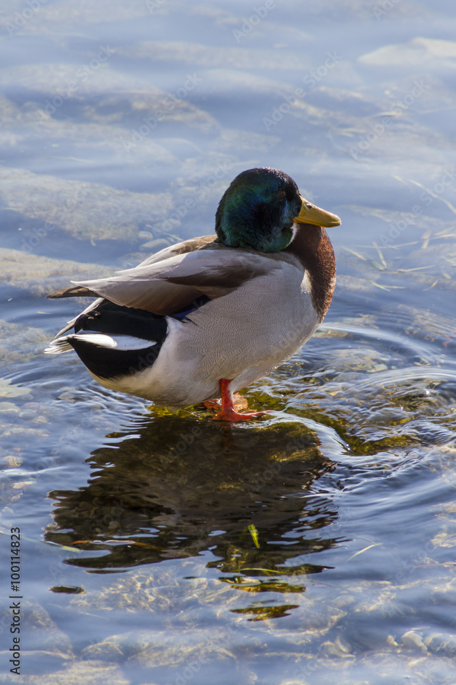 Obraz premium duck on lake