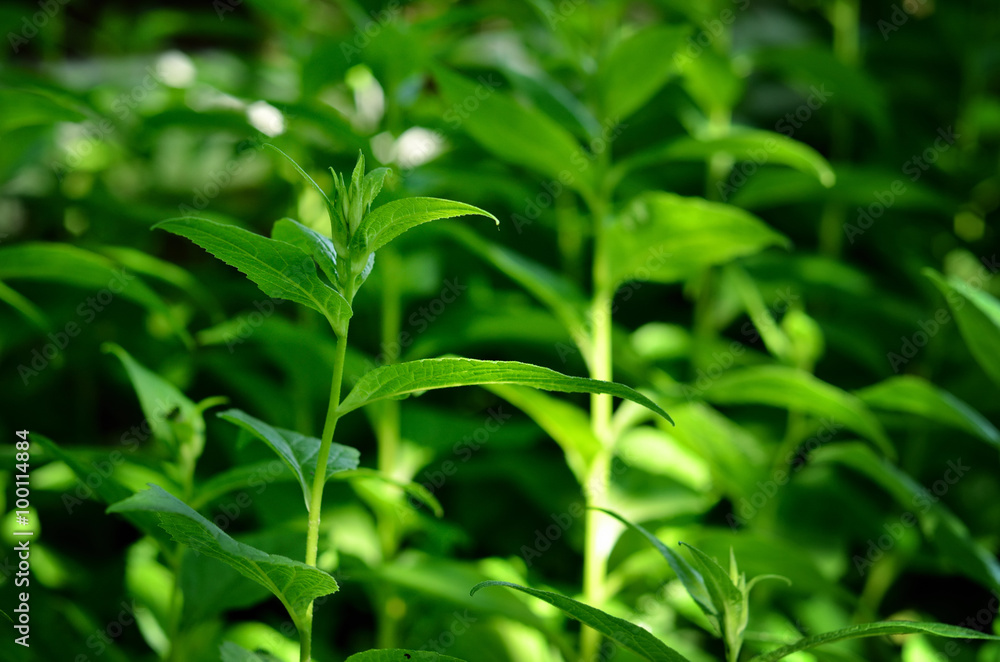 green plant close-up green plant close-up