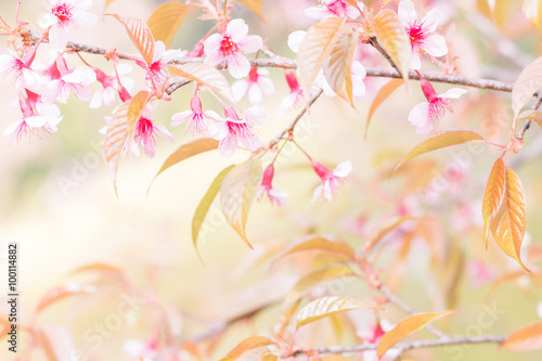 Sakura flowers blooming blossom in Chiang Mai, Thailand © Sirichai Puangsuwan