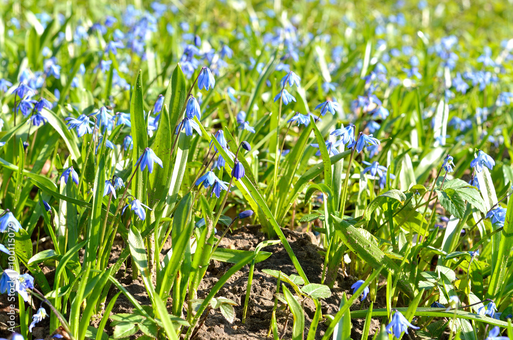 Siberian Squill Scilla siberica close-up Siberian Squill Scilla siberica close-up