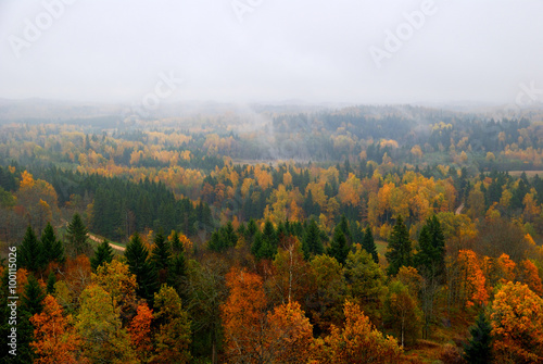 forest hills covered with mist in fall