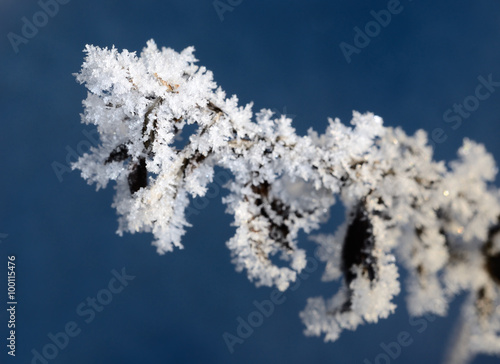 hoar-frost on plants in winter © dumiceava