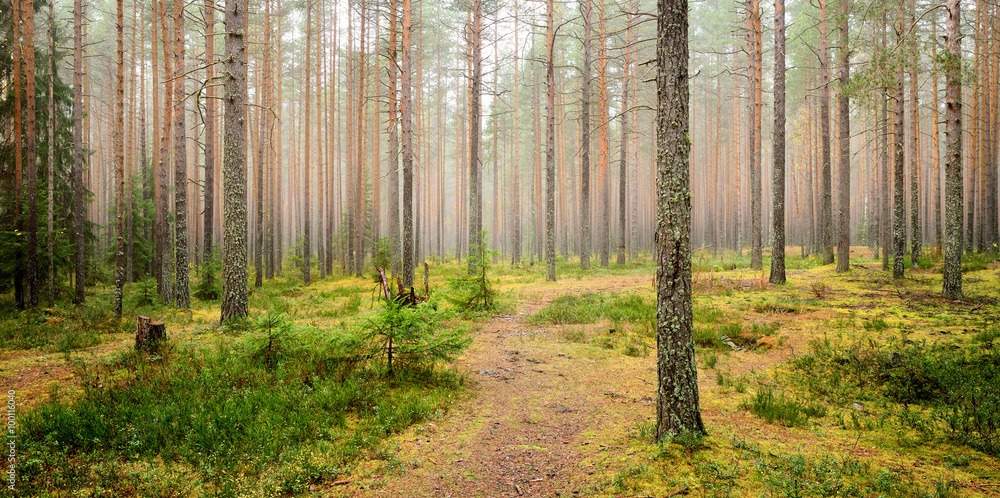pine forest scene