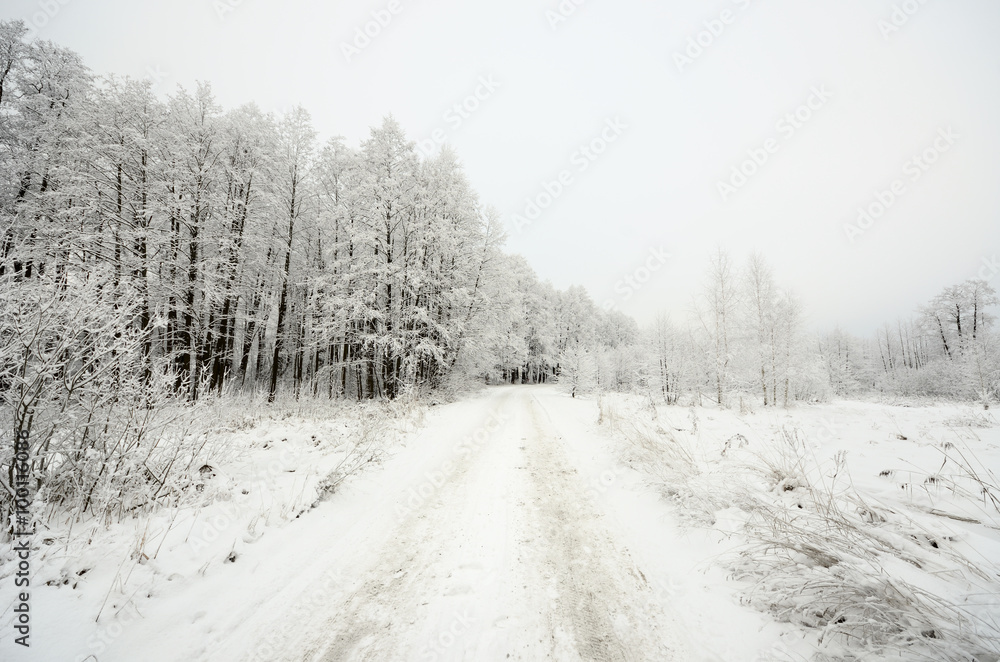 winter scene: road and forest with hoar-frost on trees winter scene: road and forest with hoar-frost on trees