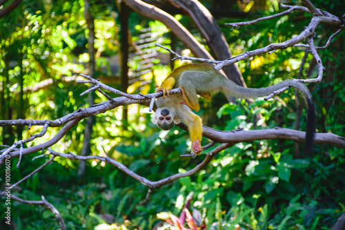 Squirrel monkeys