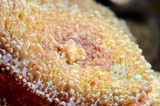 Sea anemones  in marine aquarium