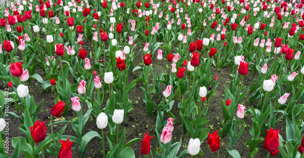 colourful tulips flowers season garden