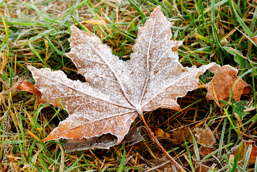 frozen autumn leafs