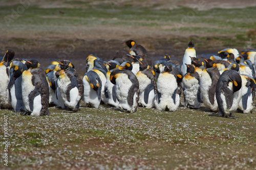 Group of King Penguins (Aptenodytes patagonicus) moulting on grassland at Volunteer Point in the Falkland Islands. 