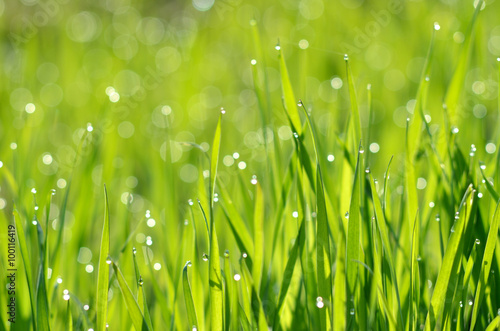 fresh green grass with water drops close-up