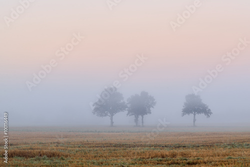 trees in the field in very strong fog