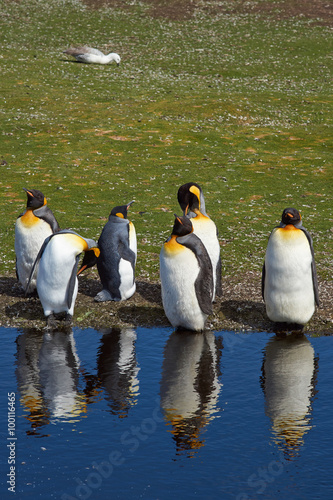 Group of King Penguins  Aptenodytes patagonicus  moulting by a pond at Volunteer Point in the Falkland Islands. 