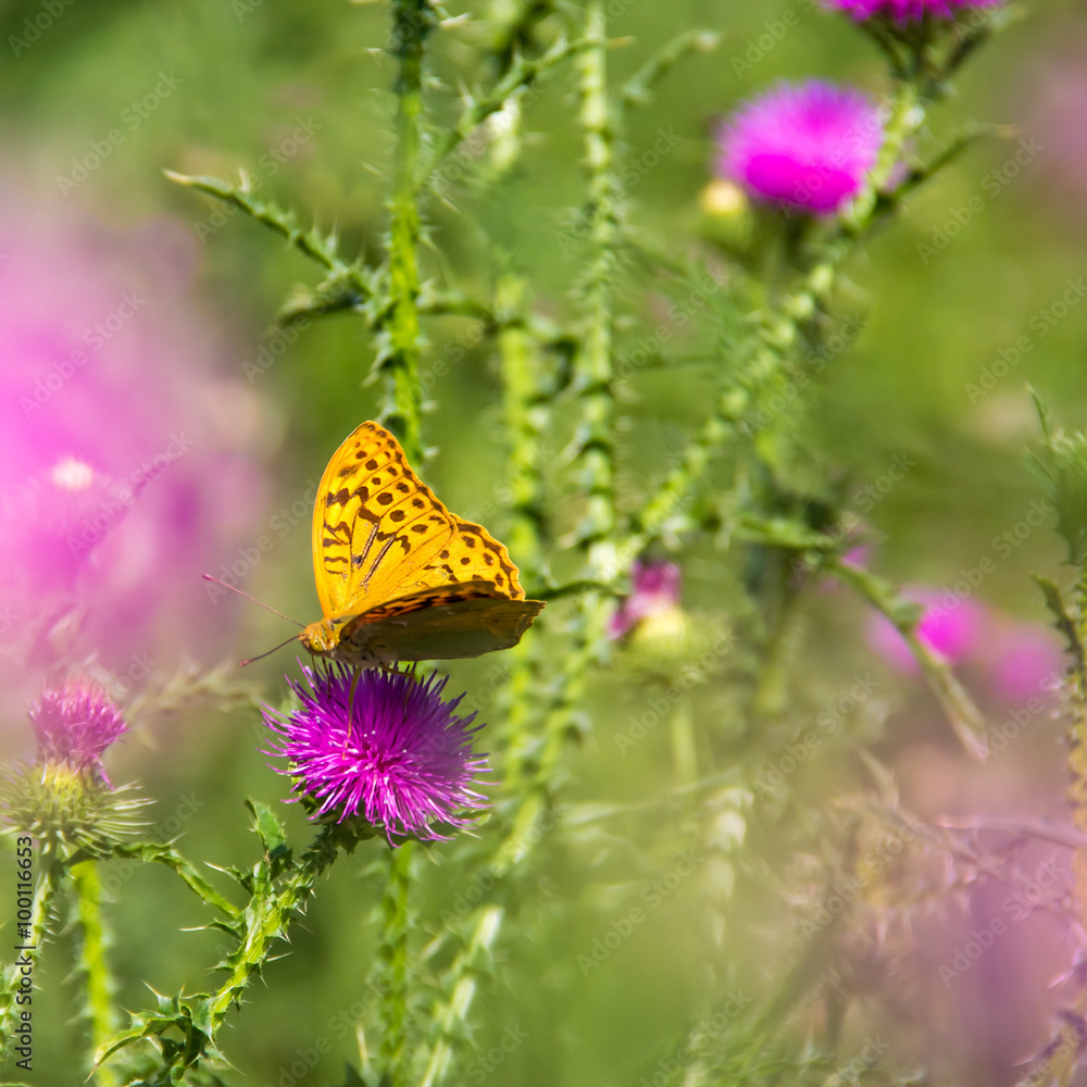 Naklejka premium green grass orange butterfly
