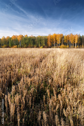 Cereal field in fall season. Latvia