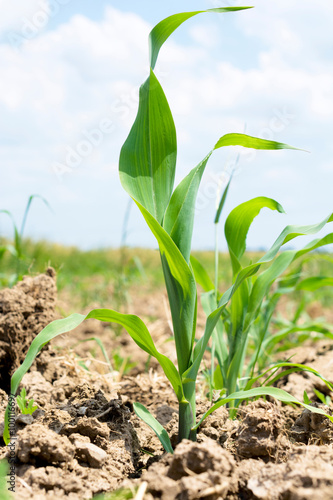 Selective focus on the front young corn