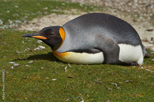 King Penguin  Aptenodytes patagonicus  resting by lying on the ground at Volunteer Point in the Falkland Islands. 