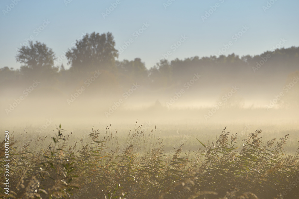 Fog above the field