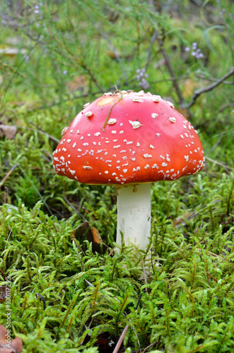 agaric mushroom. toadstool in forest