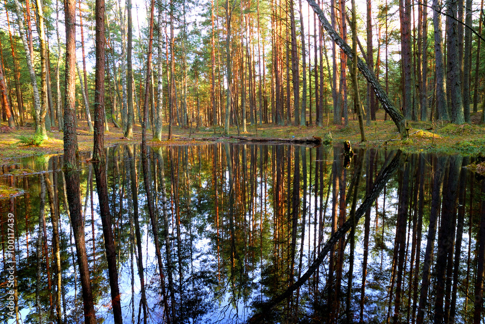 a small lake in the forest