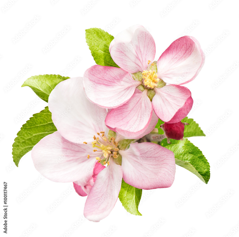 Apple tree blossom with green leaves isolated Apple tree blossom with green leaves isolated