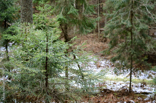 dark pine forest scene