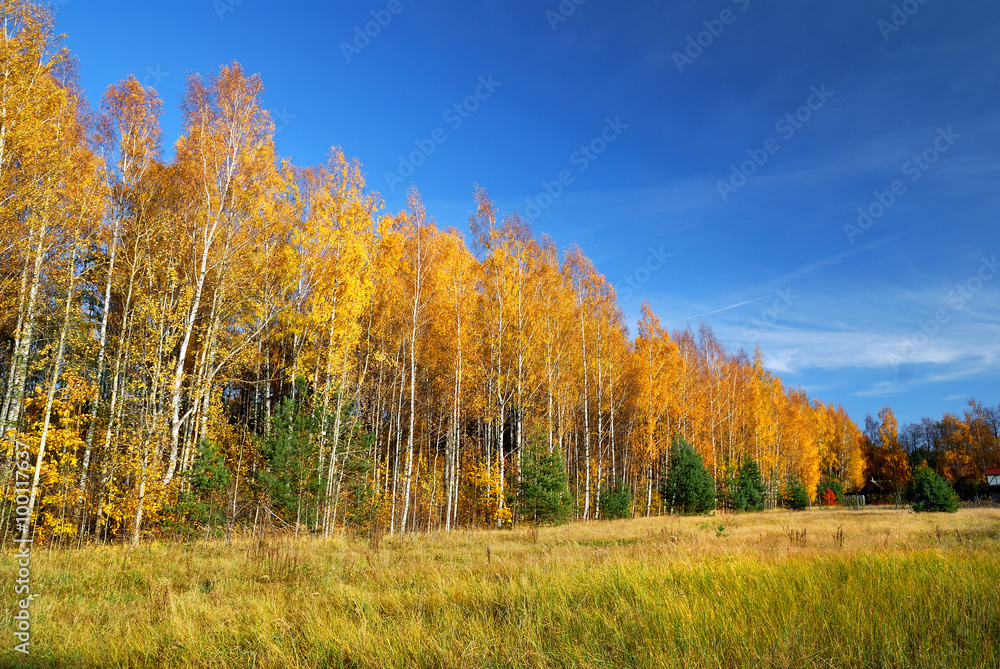 Fototapeta premium classical Autumn landscape