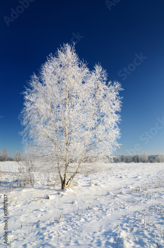 winter countryside view