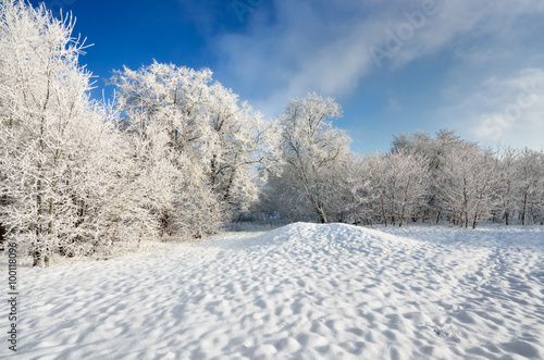 hoar-frost on trees in winter © dumiceava