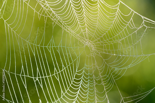 Beautiful spider web with water drops close-up