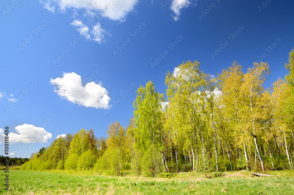classical meadow and forest landscape
