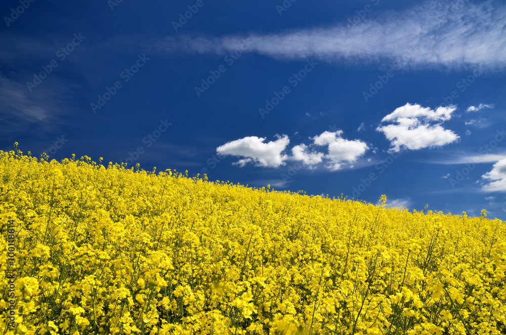 yellow rapeseed field in Latvia yellow rapeseed field in Latvia