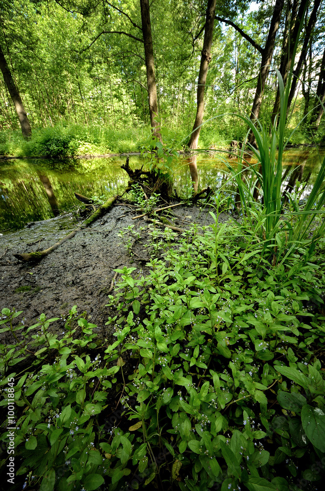 Obraz premium forest river scene