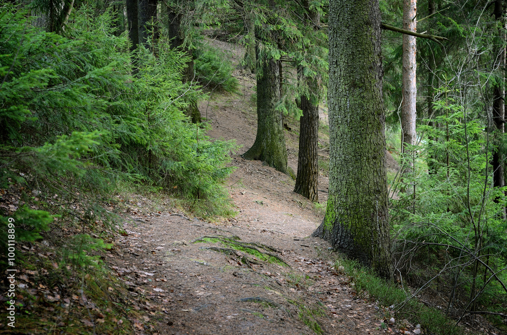 Obraz premium dark pine forest scene
