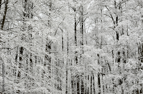 winter scene with hoar-frost on trees