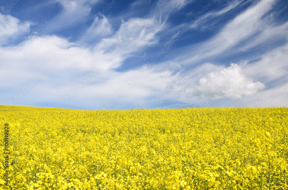 yellow rapeseed field in Latvia