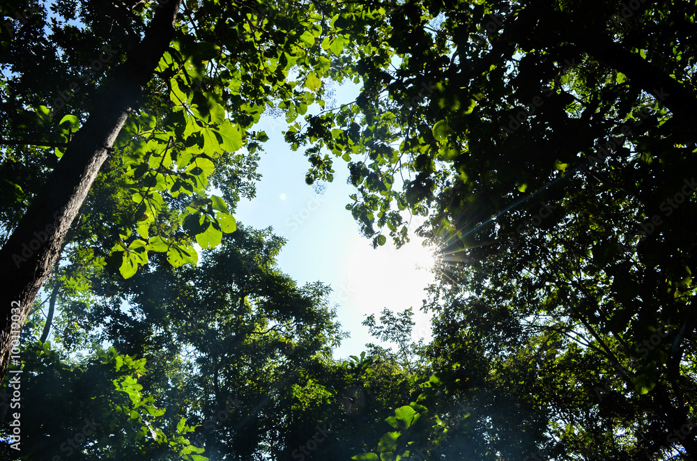 Fototapeta premium beautiful forest in thailand