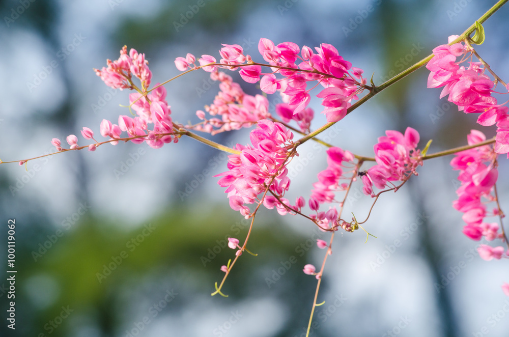 pink flower and green background is beautiful and have insect in pink flower and green background is beautiful and have insect in