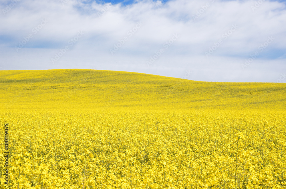yellow rapeseed field in Latvia yellow rapeseed field in Latvia