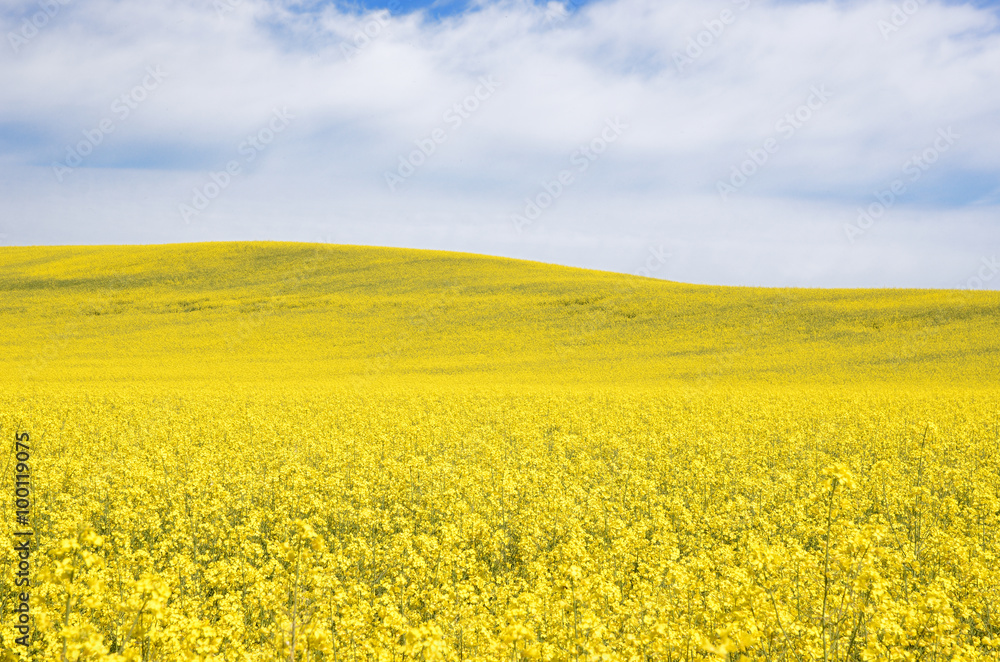 yellow rapeseed field in Latvia