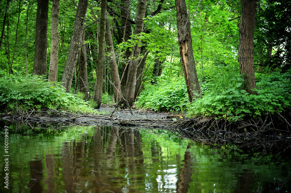 forest river scene