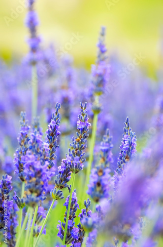 Lavender flower, Provence, France