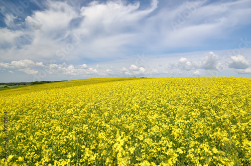 yellow rapeseed field in Latvia