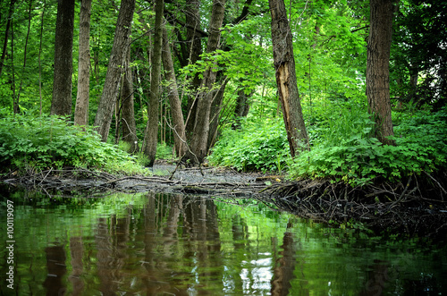 forest river scene