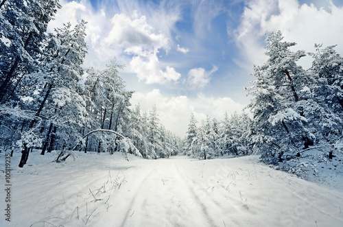 winter scene: road and forest with hoar-frost on trees