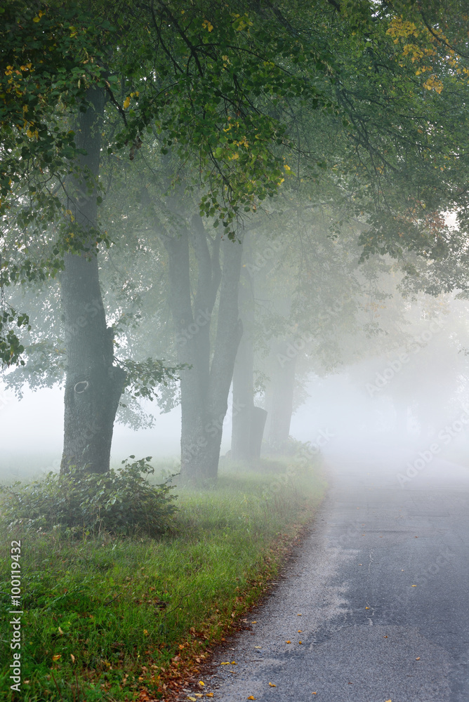 Fototapeta premium Strong beautiful fog in the forest