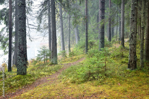 dark pine forest scene