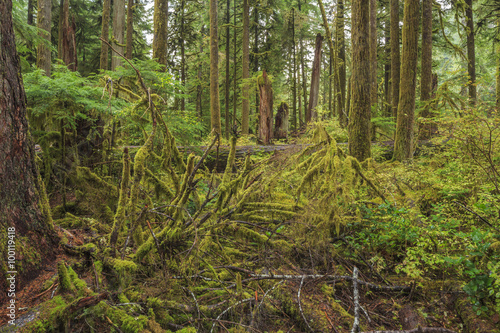 Hoh Rainforest  Olympic National Park  Washington state  USA