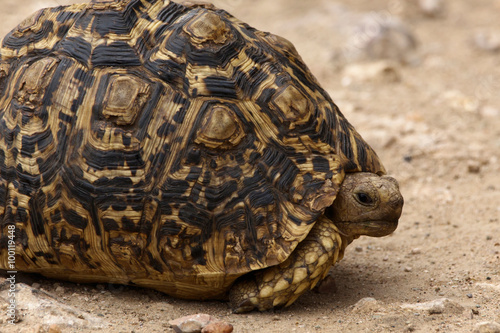 Leopardenschildkröte